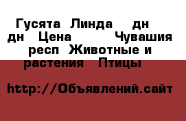 Гусята “Линда“ 14дн, 35дн › Цена ­ 220 - Чувашия респ. Животные и растения » Птицы   